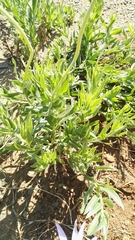 Dimorphotheca spectabilis