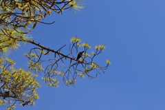 Pyrrhocorax pyrrhocorax barbarus