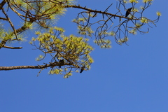 Pyrrhocorax pyrrhocorax barbarus