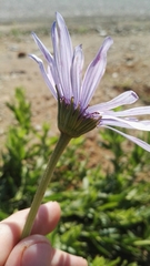 Dimorphotheca spectabilis