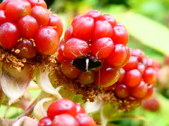 Planuncus tingitanus