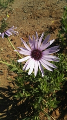 Dimorphotheca spectabilis