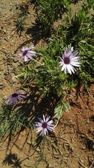 Dimorphotheca spectabilis