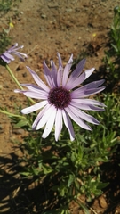 Dimorphotheca spectabilis