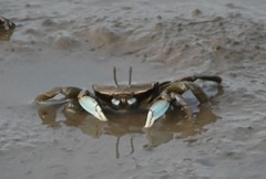 Macrophthalmus