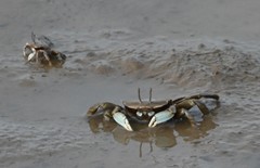 Macrophthalmus