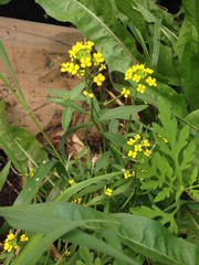 Erysimum hieraciifolium