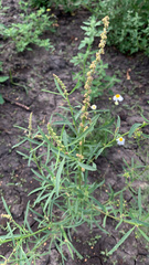 Atriplex intracontinentalis