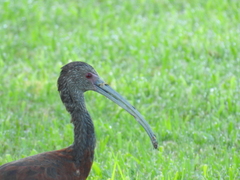 Plegadis chihi × Plegadis falcinellus