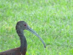 Plegadis chihi × Plegadis falcinellus