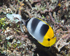Chaetodon ulietensis
