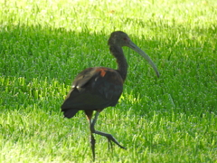 Plegadis chihi × Plegadis falcinellus