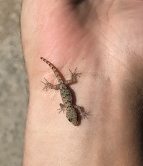 Mediodactylus danilewskii