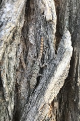 Mediodactylus danilewskii