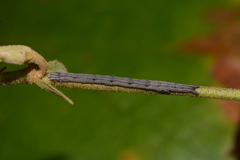 Drasteria grandirena
