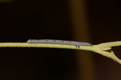 Drasteria grandirena