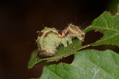 Acronicta hamamelis
