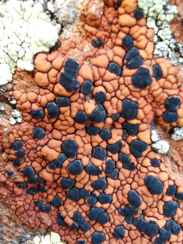 Lecidea silacea