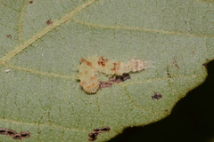 Acronicta hamamelis