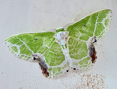 Protuliocnemis castalaria