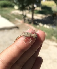 Mediodactylus danilewskii