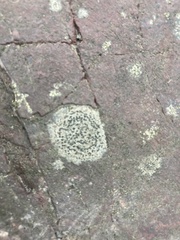 Rhizocarpon reductum