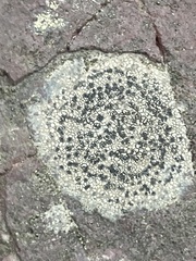 Rhizocarpon reductum