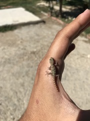 Mediodactylus danilewskii