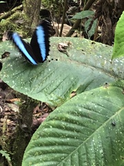 Morpho achilles
