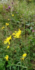 Hieracium prenanthoides