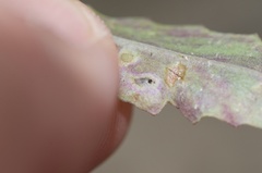 Phytomyza syngenesiae