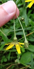 Hieracium prenanthoides