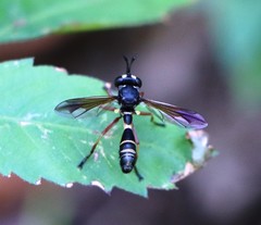 Physocephala rufipes