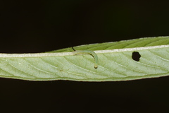 Eumorpha fasciatus