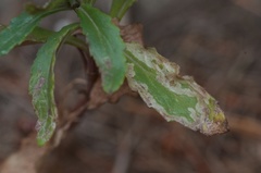 Phytomyza syngenesiae