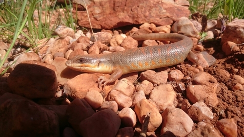 Algerian Orange-tailed Skink