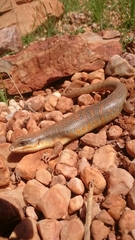 Eumeces algeriensis