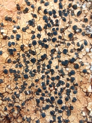 Lecidea lithophila