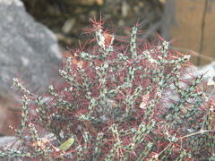 Euphorbia aeruginosa