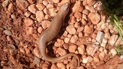Eumeces algeriensis