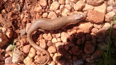 Eumeces algeriensis