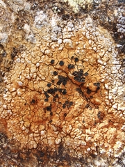 Lecidea lithophila