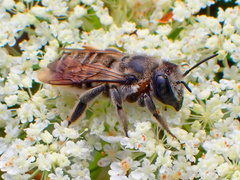 Megachile texana