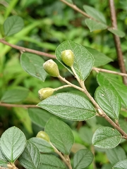 Magnoliopsida