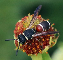 Leptochilus bellulus