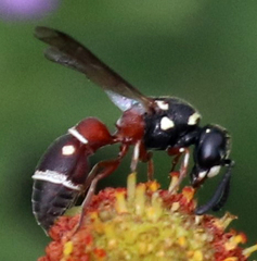 Leptochilus bellulus