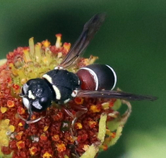 Leptochilus bellulus