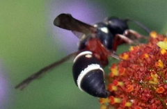 Leptochilus bellulus