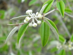 Croton pseudopulchellus