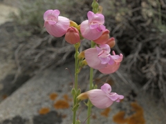 Penstemon floridus floridus